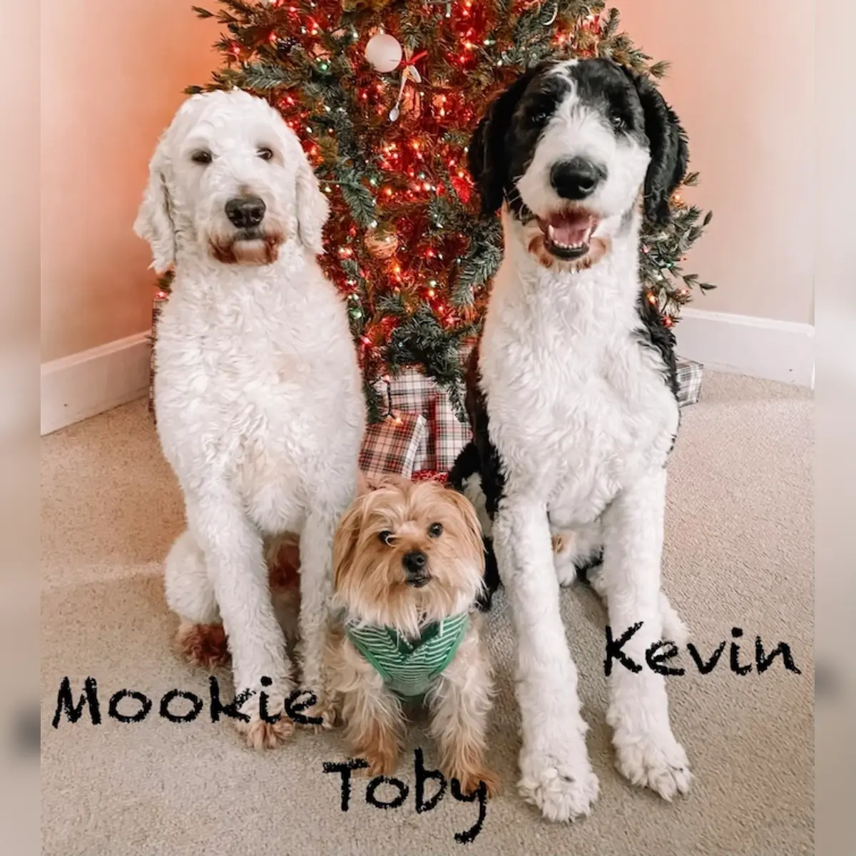 Dr. Johnathon O'Brien dogs Mookie, Toby, and Kevin
